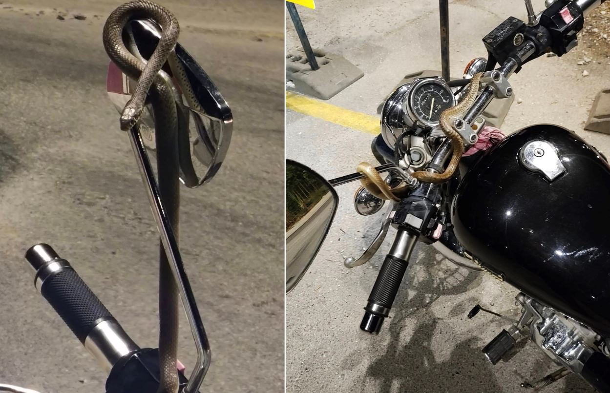 Ηγουμενίτσα: Τρόμος εν κινήσει για οδηγό μοτοσικλέτας – Φίδι τυλίχθηκε γύρω από το τιμόνι – ΦΩΤΟ