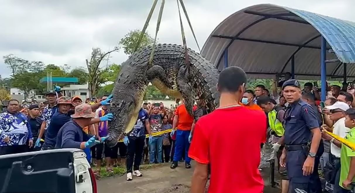 Μαλαισία: Ανθρώπινα λείψανα βρέθηκαν μέσα σε τεράστιο κροκόδειλο – Πιστεύεται ότι ανήκουν σε ένα 6χρονο κορίτσι που αγνοείται