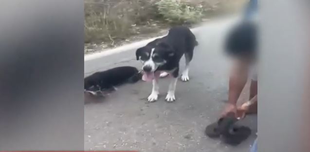 Λευκάδα: Ιερέας έδεσε δύο σκυλιά και τα έσερνε με το βανάκι του – «Δεν χωρούσαν στην κλούβα και ήθελα να τα πάω σπίτι»