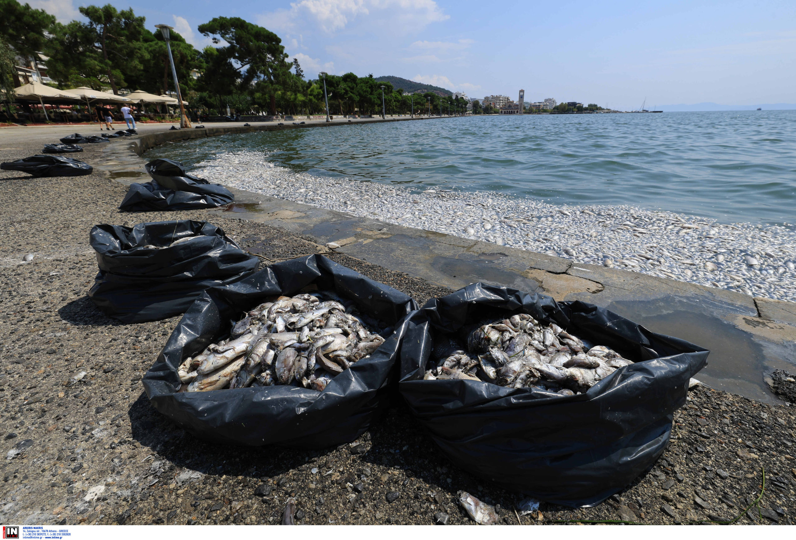 Νεκρά ψάρια στον Βόλο: Ολοκληρώνεται η διαδικασία καθαρισμού – Καθημερινές οι μετρήσεις για την ποιότητα του νερού