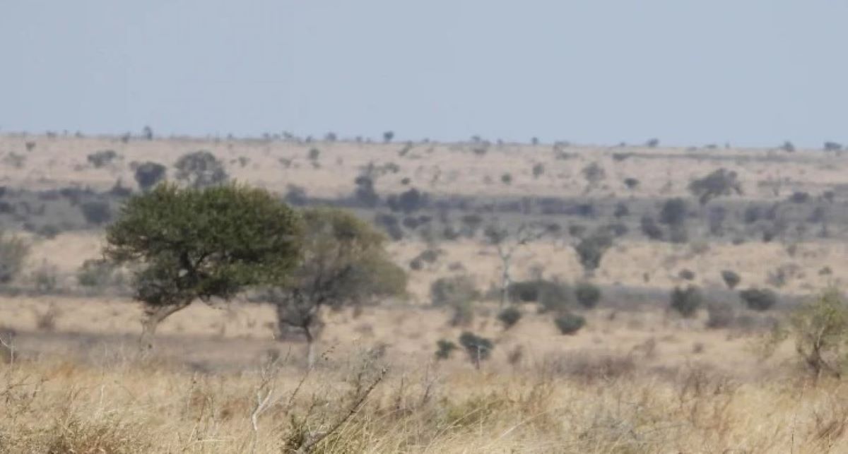 Οπτική ψευδαίσθηση: Μόνο οι πιο έξυπνοι άνθρωποι θα βρουν την λεοπάρδαλη σε 10 δευτερόλεπτα