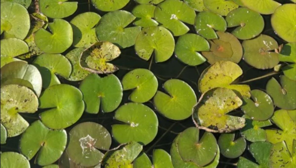 Οπτική ψευδαίσθηση: Μόνο αν έχετε παρατηρητικότητα ντετέκτιβ θα βρείτε τον βάτραχο σε 9 δευτερόλεπτα