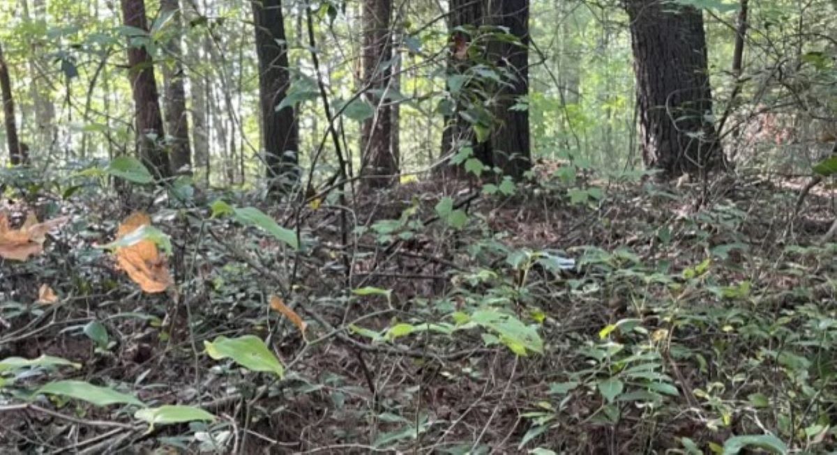Οπτική ψευδαίσθηση: Μόνο αν είσαι ο Σέρλοκ Χολμς θα βρεις το φίδι σε 5 δευτερόλεπτα