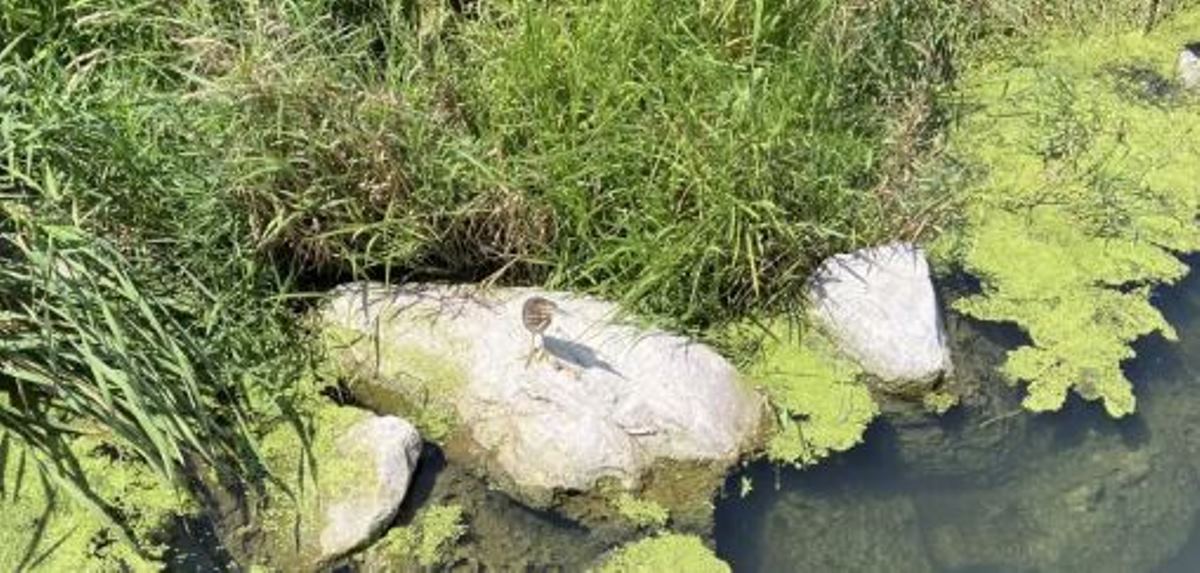 Οπτική ψευδαίσθηση