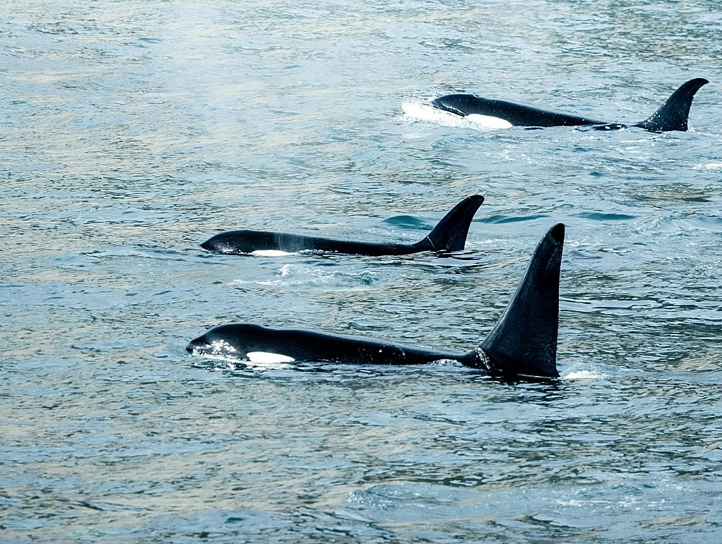 Το μυστήριο με τις φάλαινες – δολοφόνους λύθηκε – Οι επιστήμονες ανακάλυψαν γιατί οι όρκες εμβολίζουν σκάφη