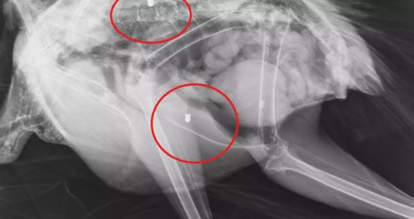 Κρήτη: Άγνωστοι πυροβόλησαν το παγώνι της Κνωσού