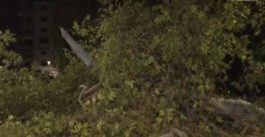 Πλάτανος στην Θεσσαλονίκη