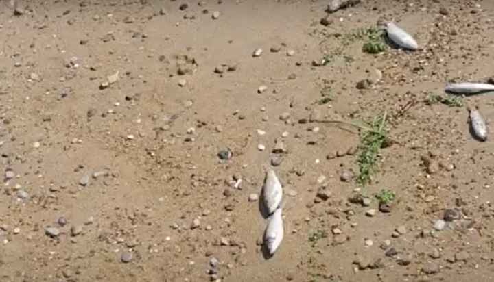 ψάρια Ηλεία