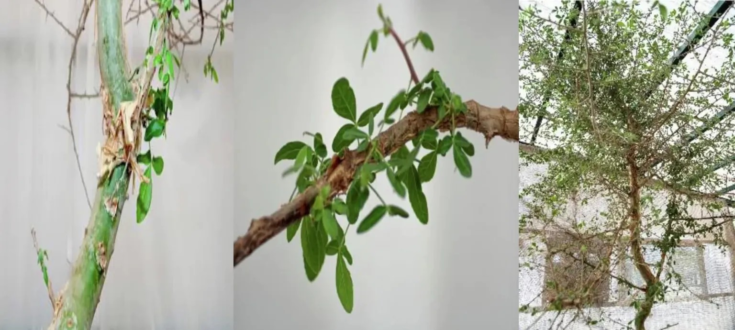 Ο σπόρος έδωσε βλαστό το 2010, 20 χρόνια μετά την ανακάλυψή του.