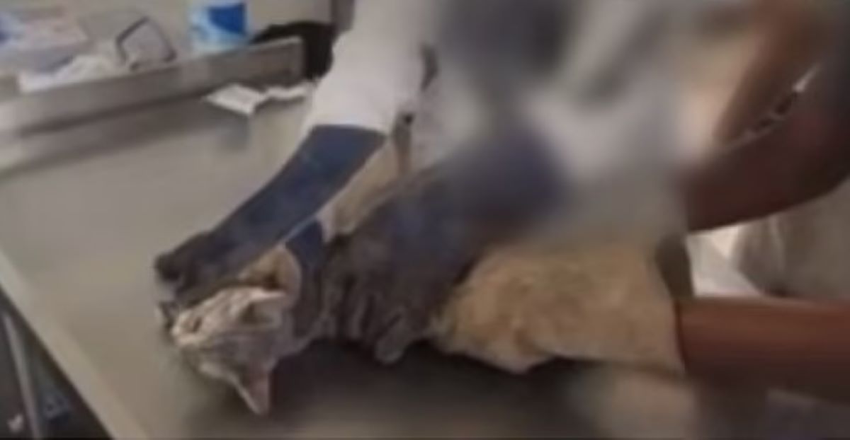 Καθηγήτρια υποχρέωσε τους μαθητές της να κάνουν χειρουργική επέμβαση στην γάτα της – Το ζώο ούρλιαζε από τον πόνο