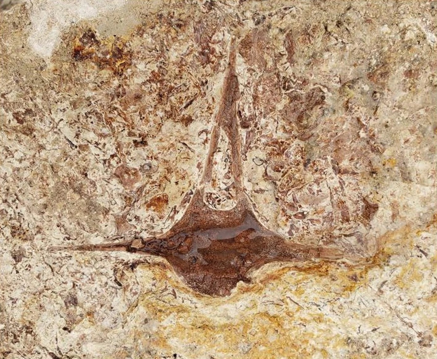 Απολίθωμα από σπόνδυλο εξαφανισμένου δελφινιού. Φωτογραφία: Wayne Bischoff, Envicom Corporation/ Los Angeles Unified School District