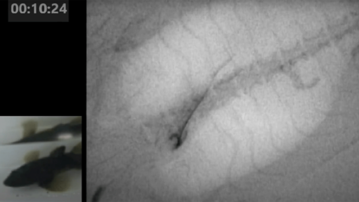 Η συμπεριφορά ενός ιαπωνικού χελιού που δραπετεύει από το στομάχι ενός ψαριού. (Φωτογραφία: Current Biology)