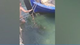 Χελώνα διέκοψε γύρισμα ερωτικής ταινίας