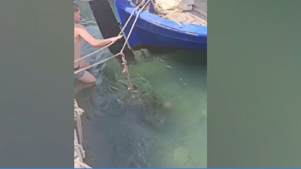 Χελώνα διέκοψε γύρισμα ερωτικής ταινίας