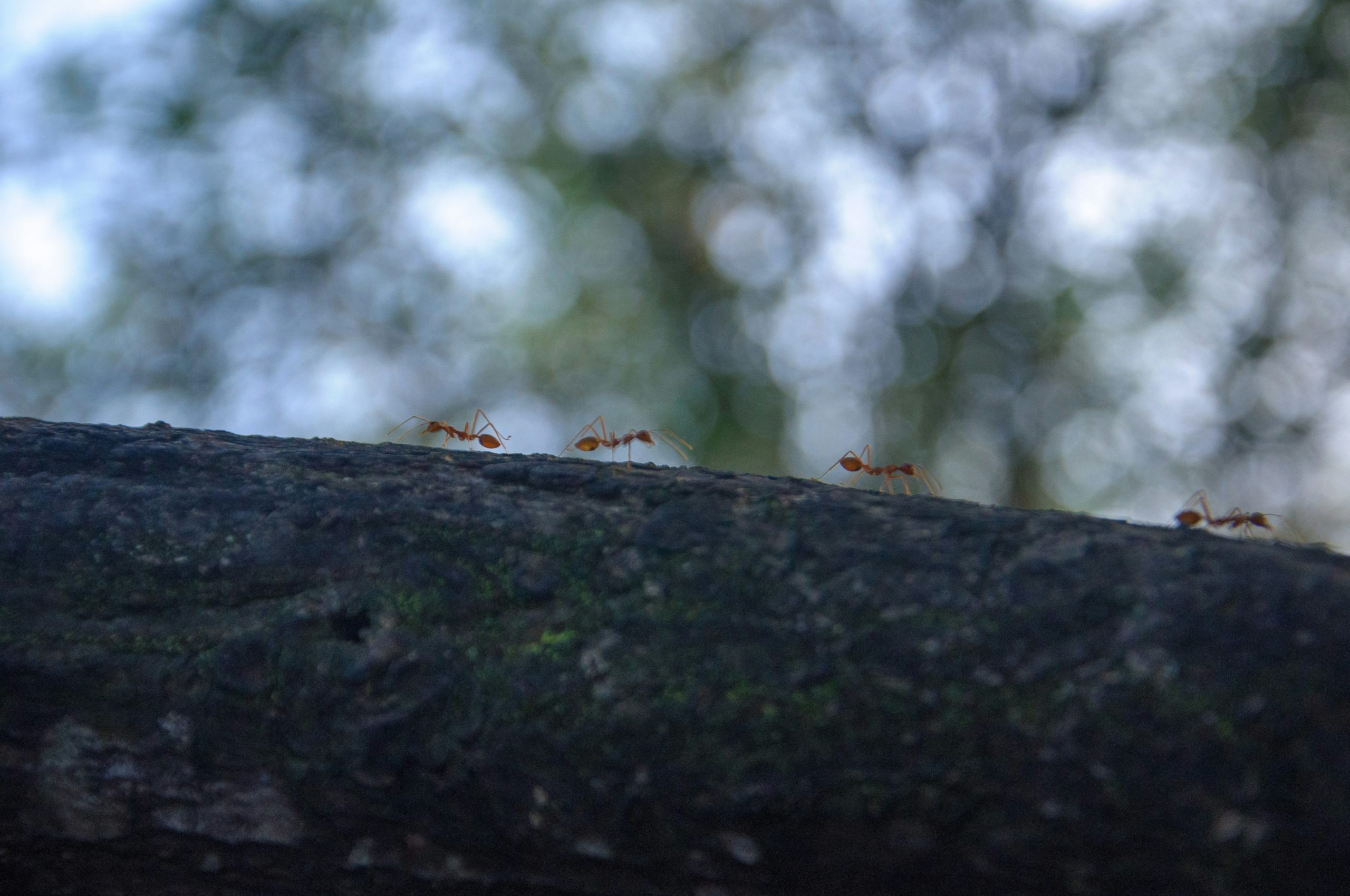 Απαλλαγείτε οριστικά από τα μυρμήγκια με ένα υλικό που υπάρχει στην κουζίνα σας