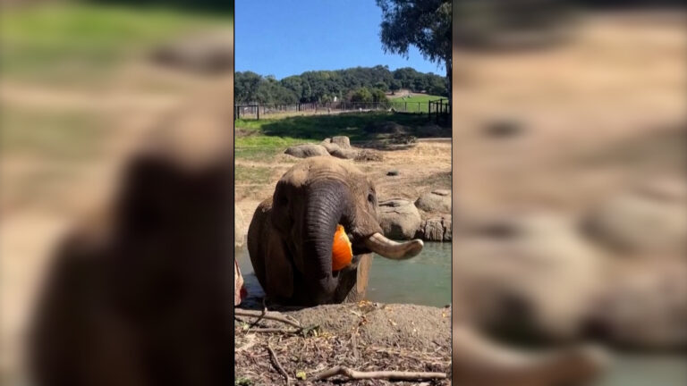 Ελέφαντας γιορτάζει το Halloween καταβροχθίζοντας κολοκύθα με μια μπουκιά – ΒΙΝΤΕΟ