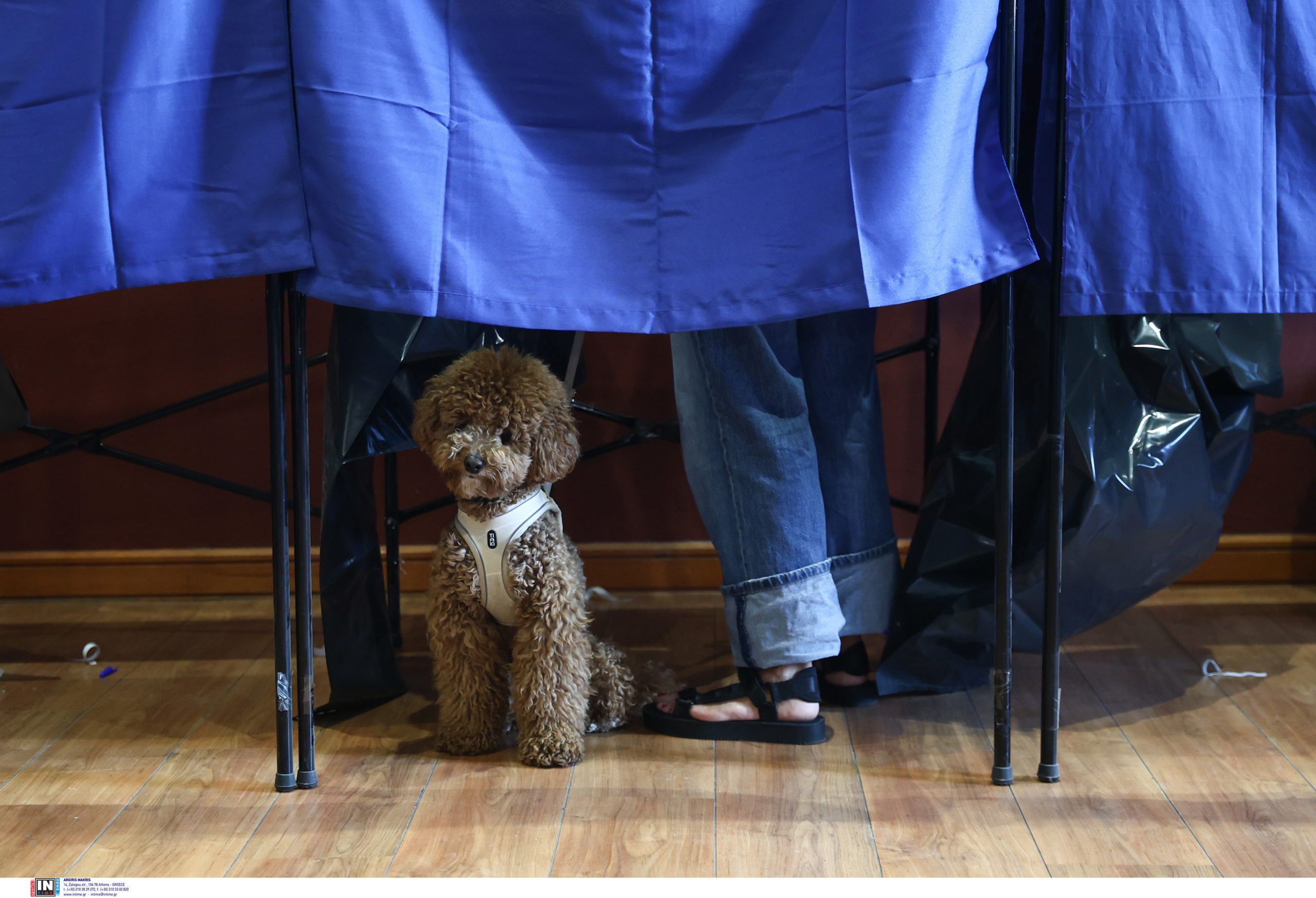 ΠΑΣΟΚ εκλογές σκυλάκια