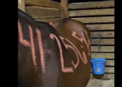 αλογα φλοριντα