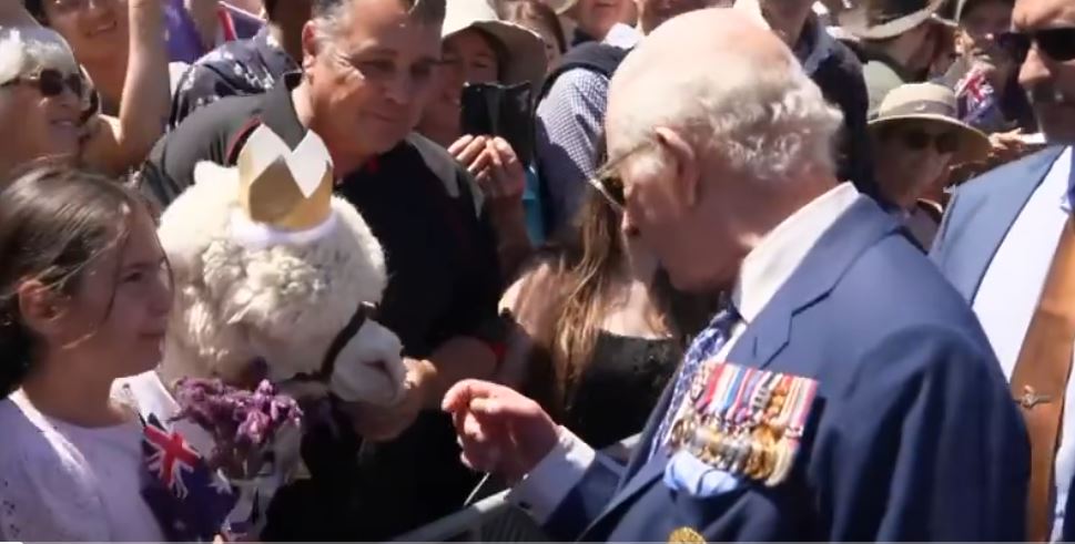 Ένα αλπακά φτερνίστηκε όταν γνώρισε τον βασιλιά Κάρολο της Αγγλίας