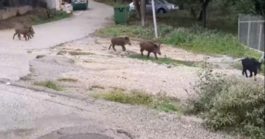 ΑΓΡΙΟΓΟΥΡΟΥΝΑ