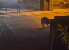 ΑΓΡΙΟΓΟΥΡΟΥΝΟ