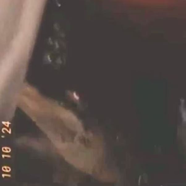 ΑΛΙΓΑΤΟΡΑΣ