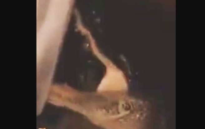 ΑΛΙΓΑΤΟΡΑΣ