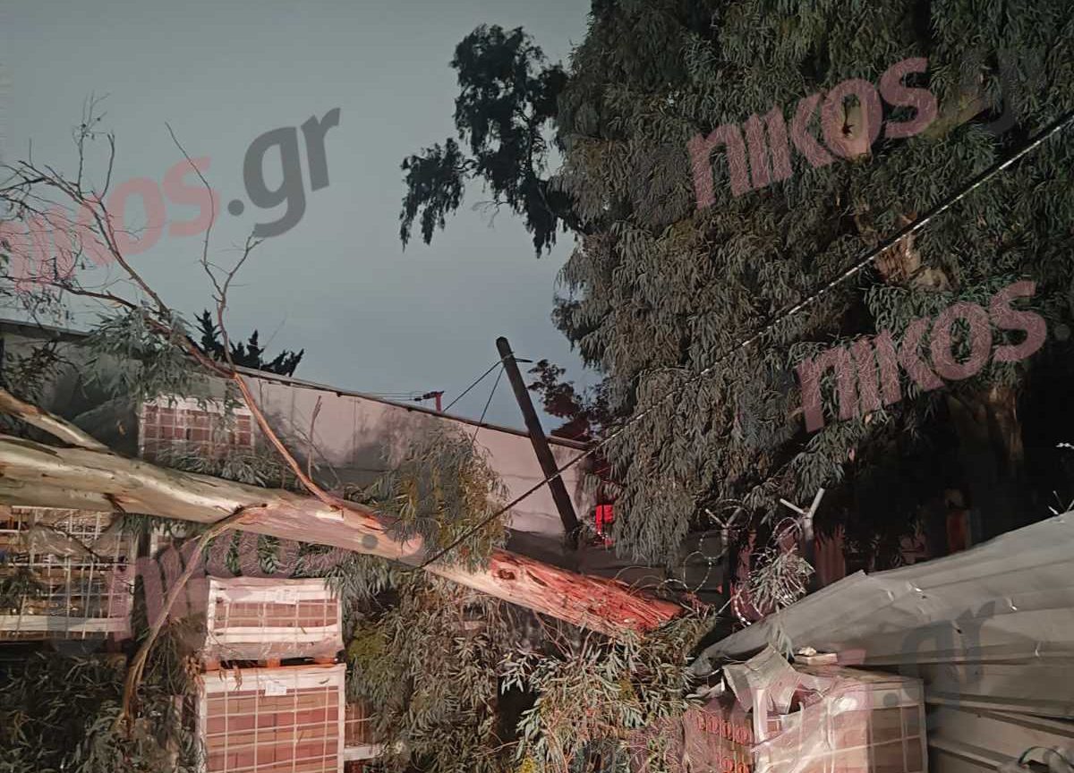 Κακοκαιρία «Cassandra»: Πτώσεις δέντρων και διακοπή ηλεκτροδότησης στον Ασπρόπυργο – ΦΩΤΟ αναγνώστη