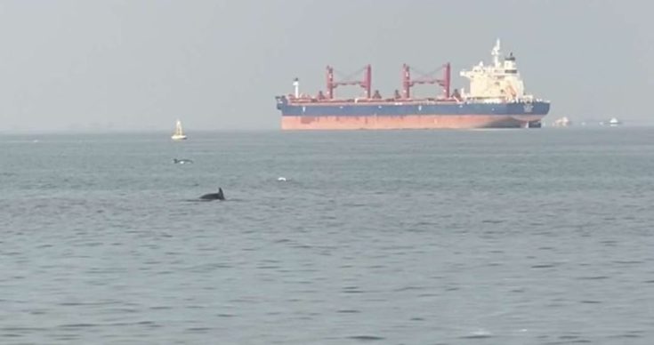 Δελφίνια στον Θερμαϊκό