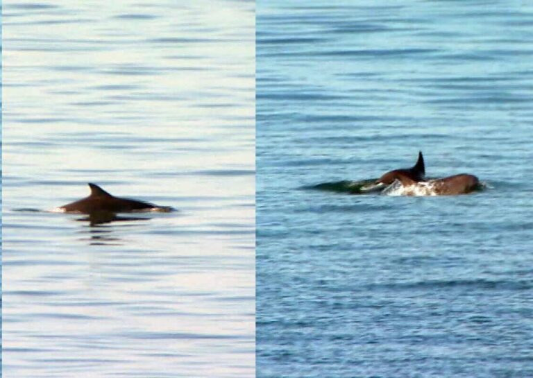 28η Οκτωβρίου: «Παρελαύνουν»… και τα δελφίνια του Θερμαϊκού στη Θεσσαλονίκη – Δείτε βίντεο