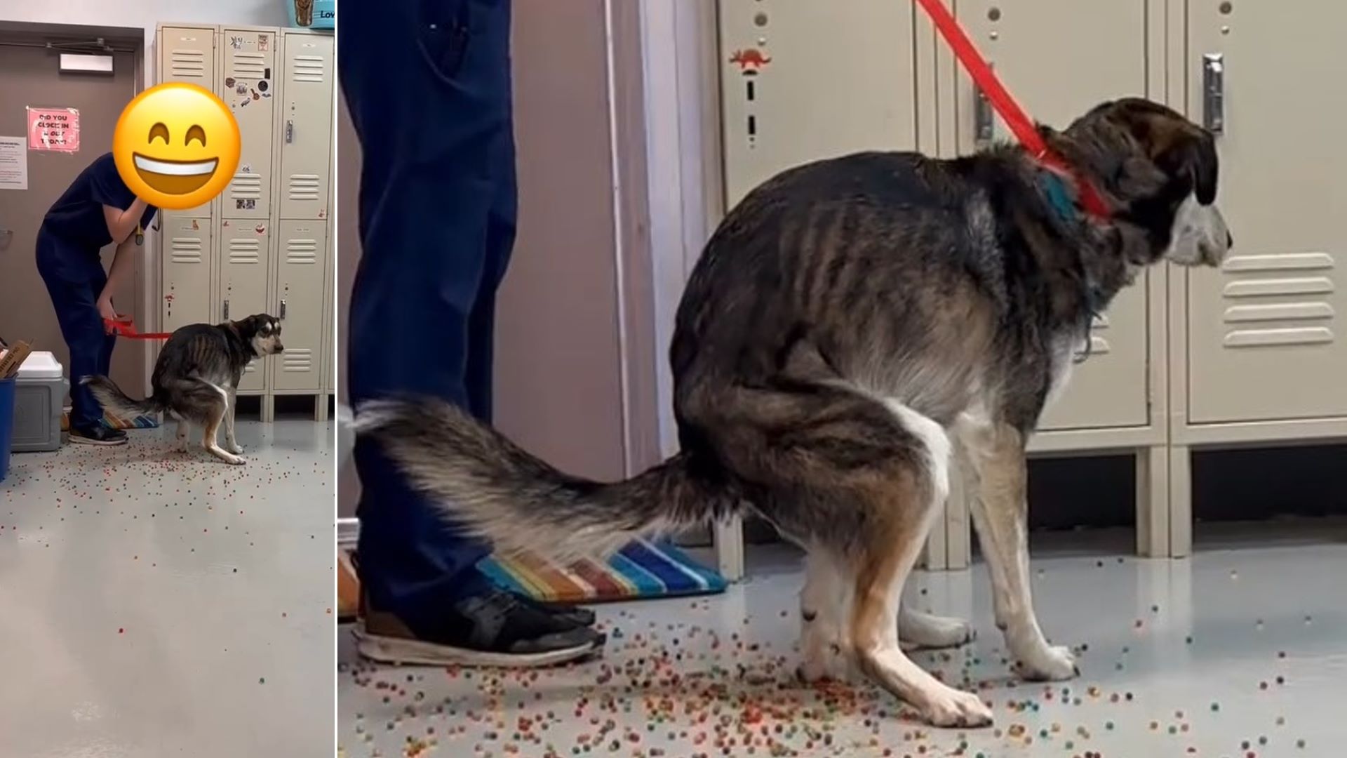 ΒΙΝΤΕΟ: Η στιγμή που ένας σκύλος «απελευθερώνει» ένα… «ουράνιο τόξο» από σφαιρίδια που κατανάλωσε