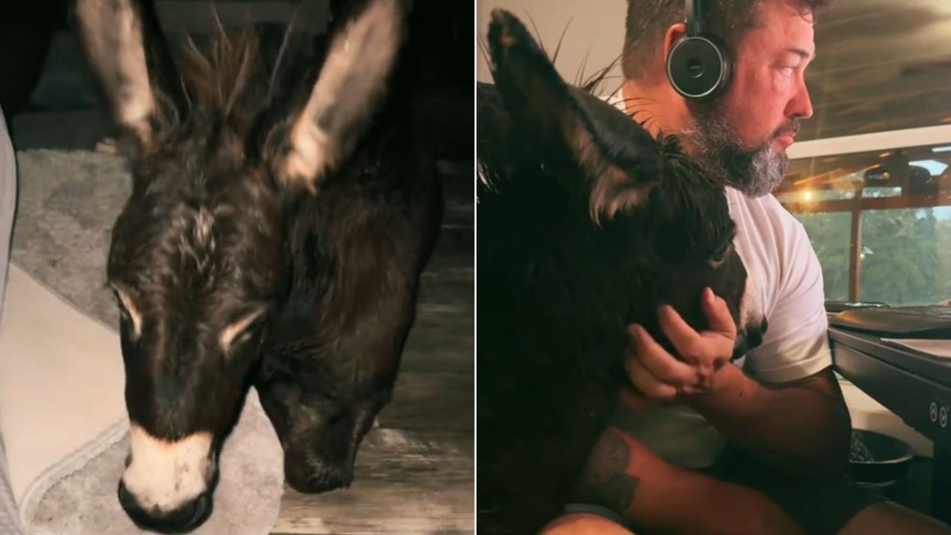 Τυφώνας Milton: Οικογένεια μετέφερε το γαϊδουράκι της στην κρεβατοκάμαρά της – Τα συγκινητικά βίντεο στο TikTok