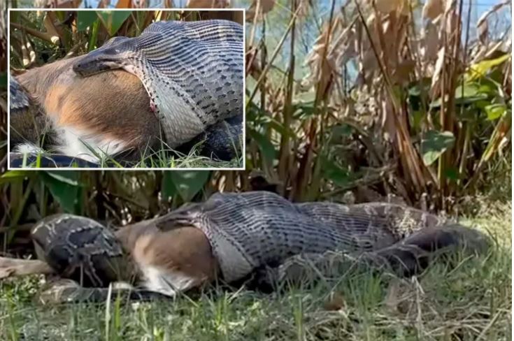 Προειδοποίηση για τους πύθωνες της Βιρμανίας – «Μπορούν να καταπιούν ολόκληρα ελάφια» – Δείτε βίντεο