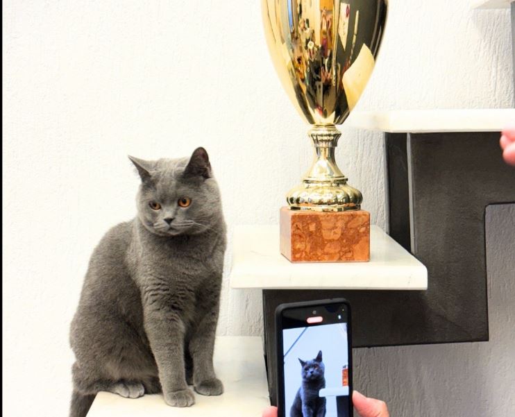 Θεσσαλονικιός ο πρώτος… influencer γάτος στην Ελλάδα – Σαρώνει στα social media με εκατομμύρια προβολές