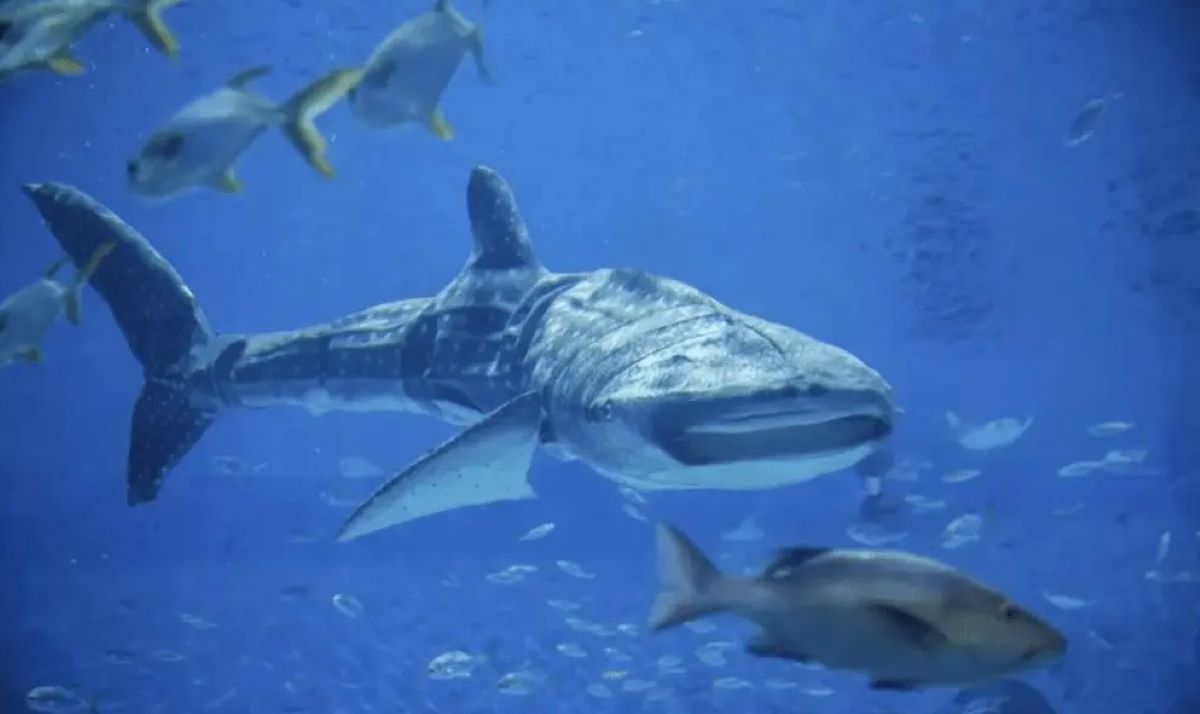 Σάλος με φαλαινοκαρχαρία σε θαλάσσιο πάρκο της Κίνας: Αποδείχθηκε τελικά ότι ήταν… ρομπότ