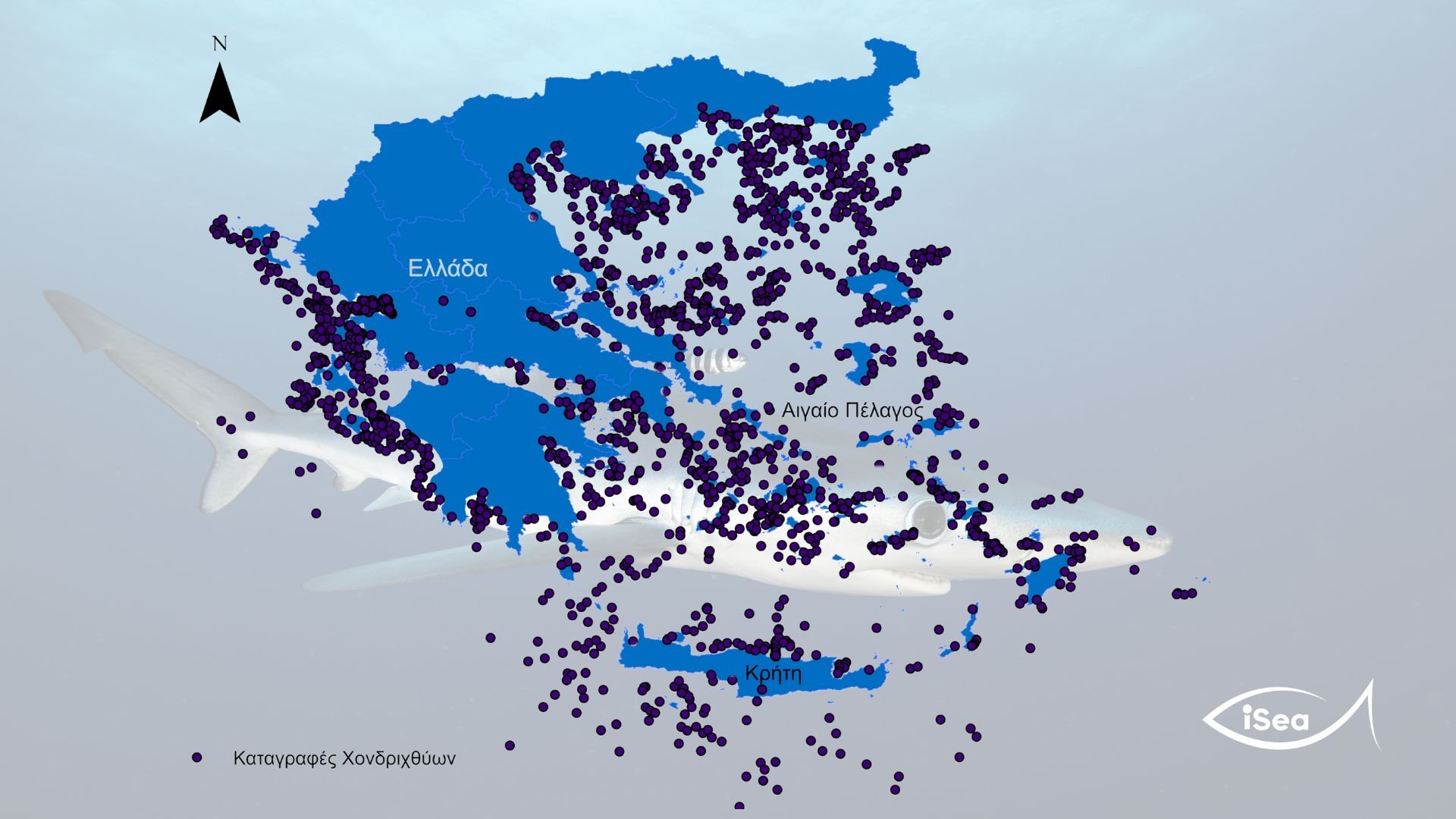 Γέμισαν από καρχαρίες και σαλάχια οι ελληνικές θάλασσες τα τελευταία 90 χρόνια – Χάρτης με τις καταγραφές