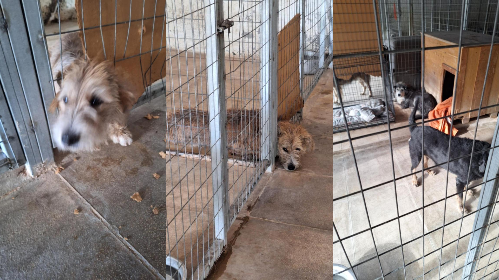 «Αθήνα Ψηλά»: Η παράταξη Μπακογιάννη καταγγέλλει εγκατάλειψη του καταφυγίου αδέσποτων ζώων από την δημοτική Αρχή