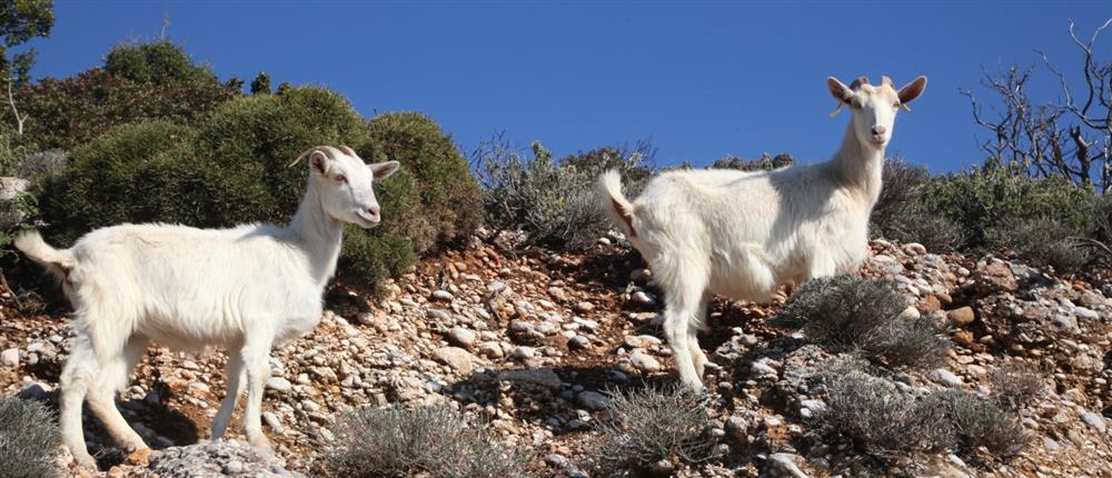 Κάλυμνος: 34χρονος κατηγορείται ότι πυροβόλησε και σκότωσε κατσίκα – Του επιβλήθηκε πρόστιμο 30.000 ευρώ