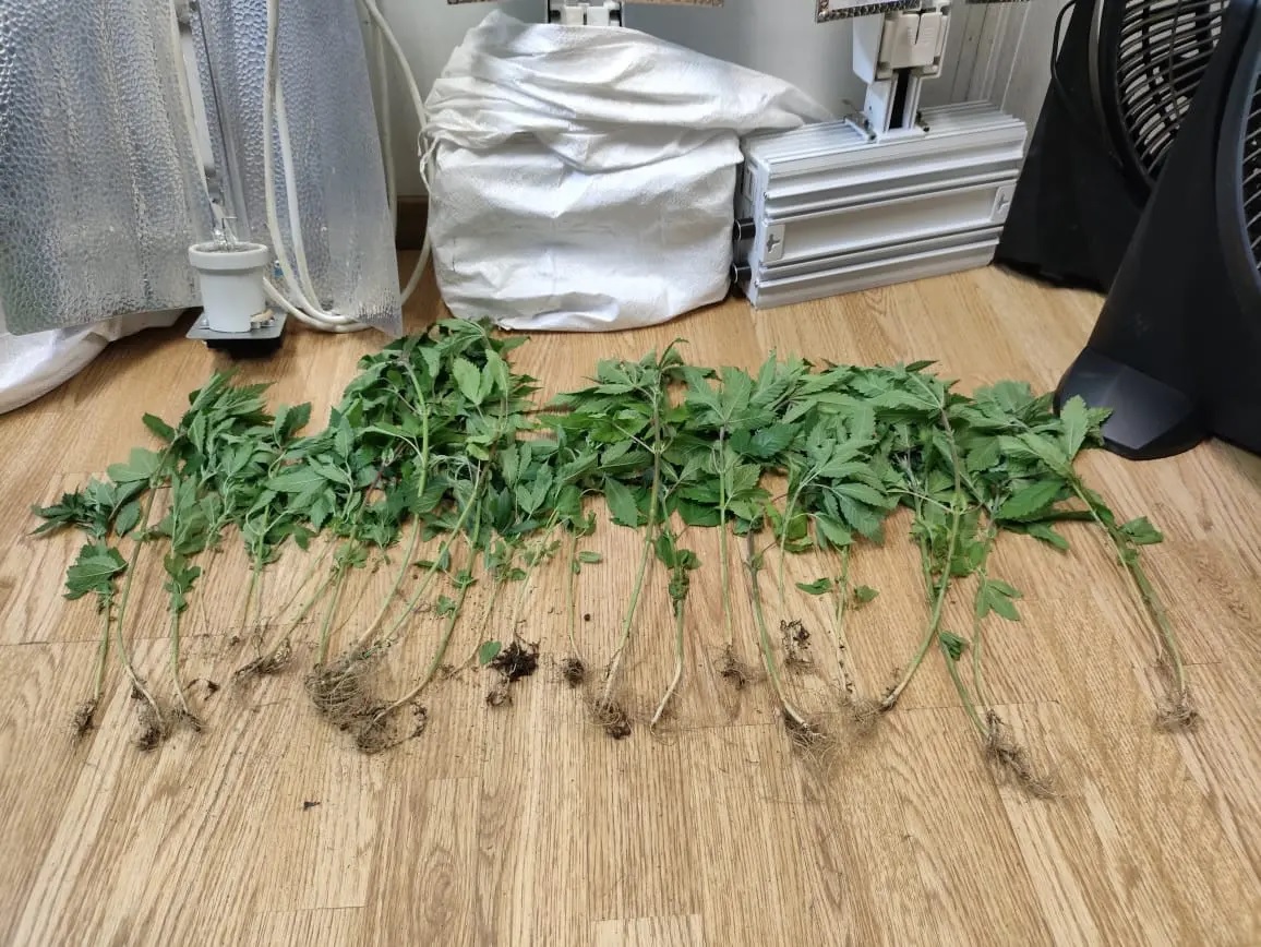 Κυψέλη: Εντοπίστηκε πλήρως εξοπλισμένο εργαστήριο καλλιέργειας κάνναβης σε σπίτι – Συνελήφθησαν 2 άτομα