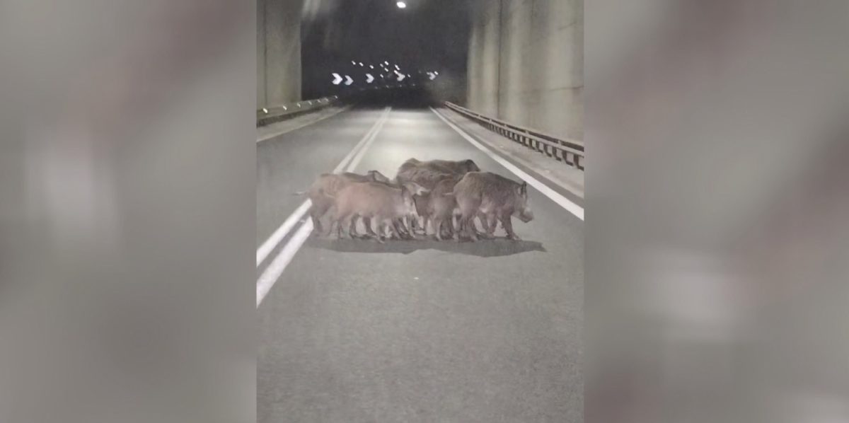 Βίντεο: Αγέλη αγριογούρουνων «βολτάρει» σε δρόμο στην Λάρισα