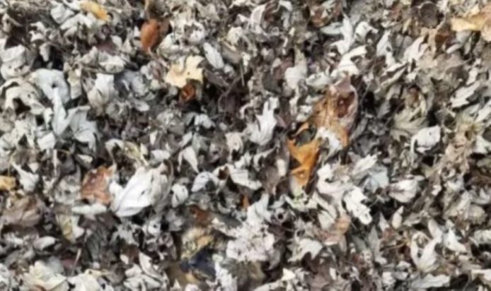 Οπτική ψευδαίσθηση: Μόνο αν έχετε αετίσια ματιά θα βρείτε το γατάκι σε 7 δευτερόλεπτα