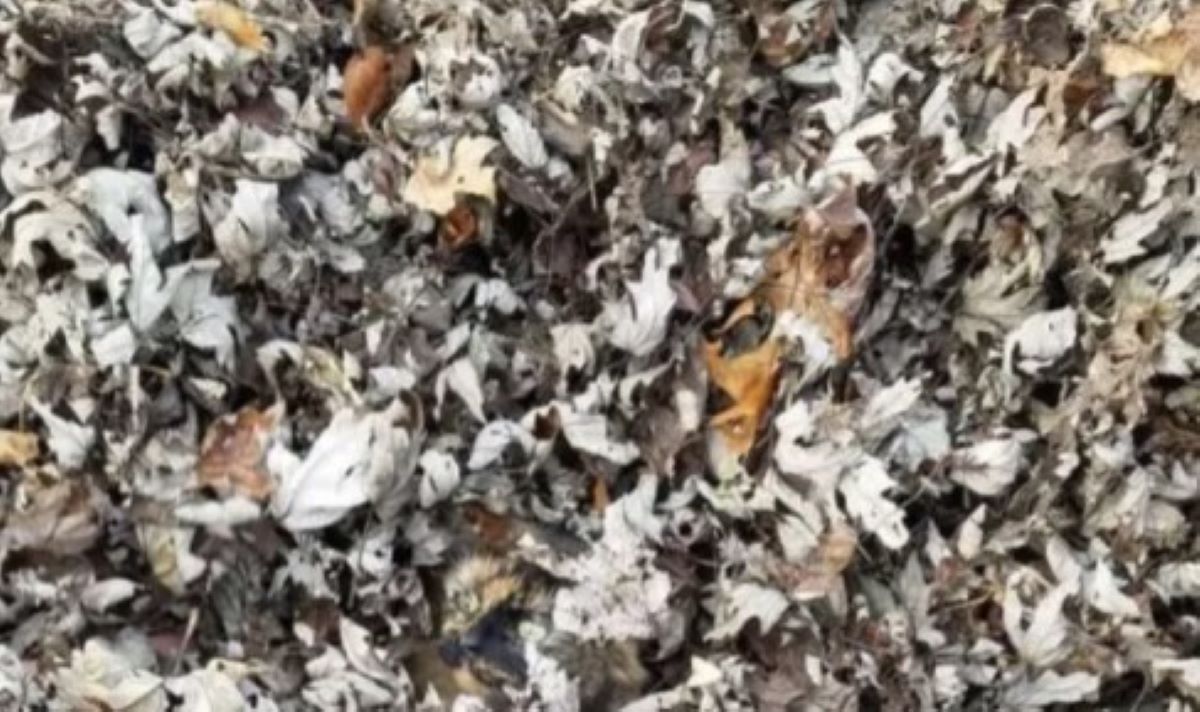 Οπτική ψευδαίσθηση: Μόνο αν έχετε αετίσια ματιά θα βρείτε το γατάκι σε 7 δευτερόλεπτα