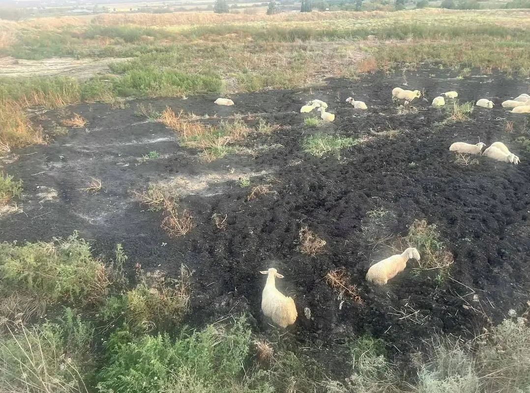 Θεσσαλονίκη: Πρόβατα εγκλωβίστηκαν σε βάλτο με κοπριά – «Ήταν μία δύσκολη επιχείρηση, βουλιάζαμε στο βούρκο» – ΦΩΤΟ