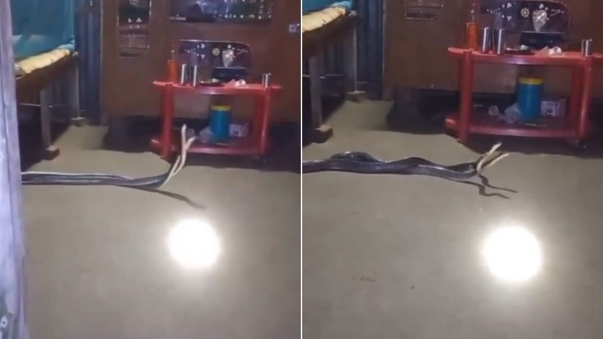 Εφιάλτης στο υπνοδωμάτιο: Οικογένεια ανακάλυψε δύο δηλητηριώδη φίδια κάτω από κρεβάτι – Δείτε βίντεο