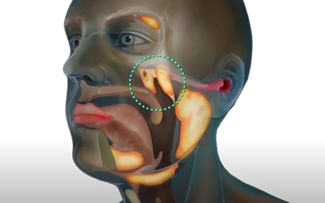 Επιστήμονες ανακάλυψαν νέο όργανο στο ανθρώπινο σώμα