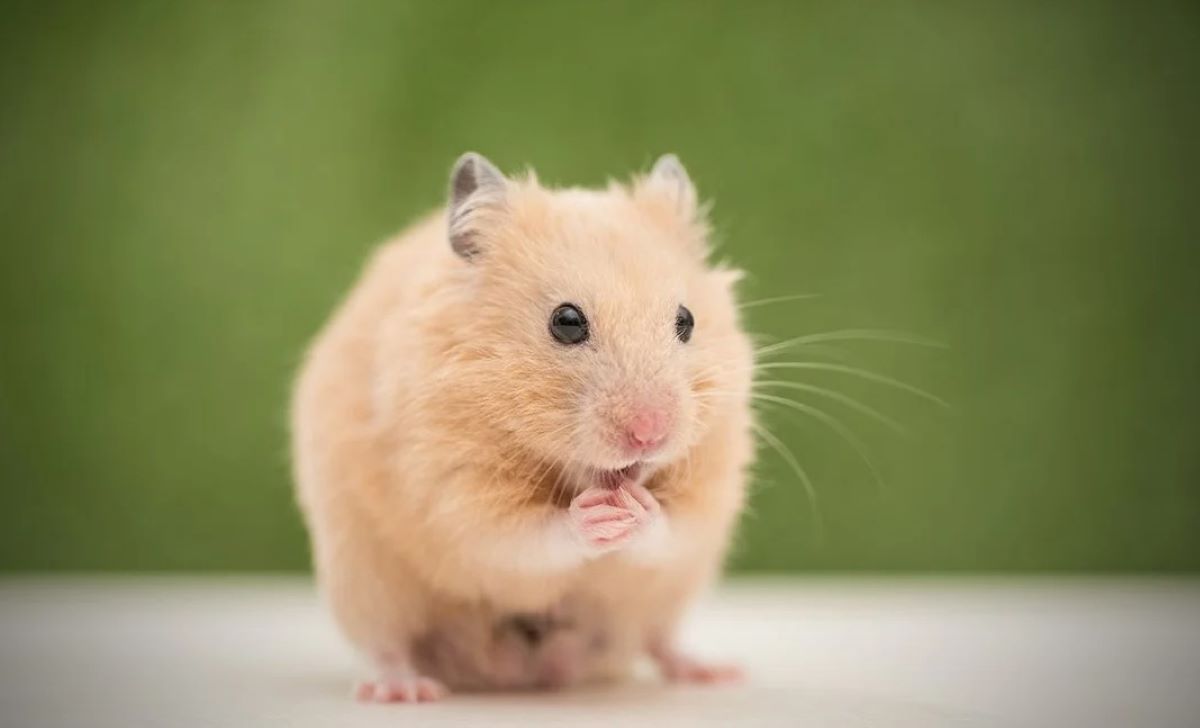 χάμστερ