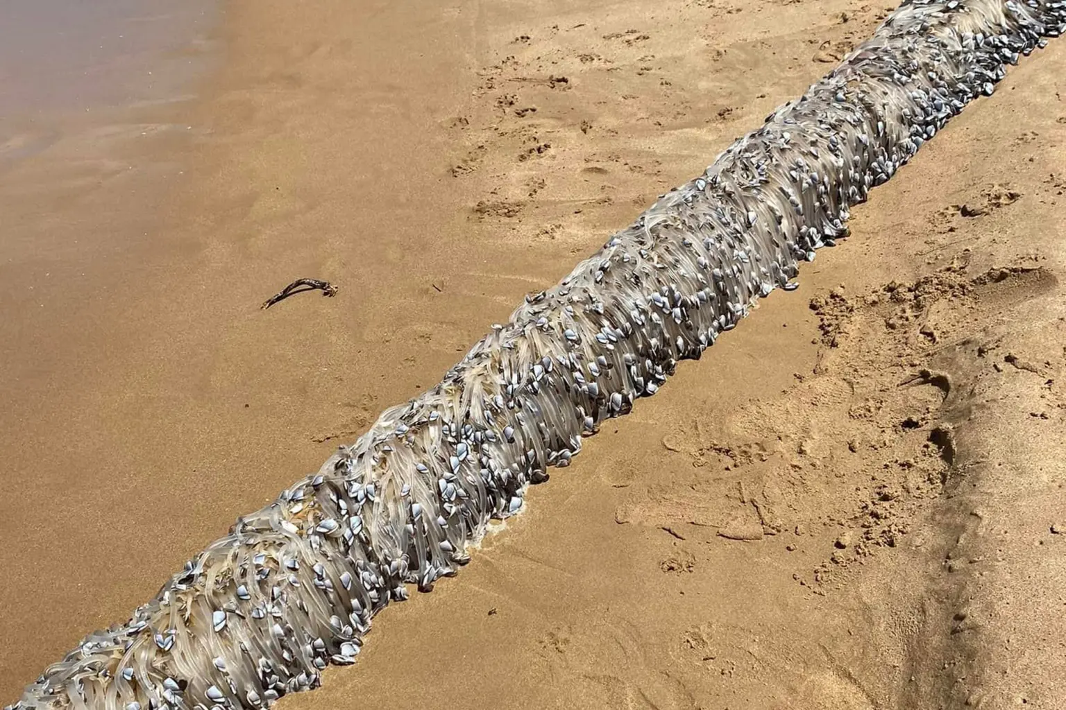 Είδε ξαφνικά στην παραλία ένα περίεργο πλάσμα που έμοιαζε με «εξωγήινο» – «Ήταν το πιο φρικτό πράγμα που έχω δει ποτέ»