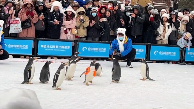 Βίντεο: Πιγκουίνοι παρελαύνουν στο κέντρο χιονισμένης πόλης στην Κίνα