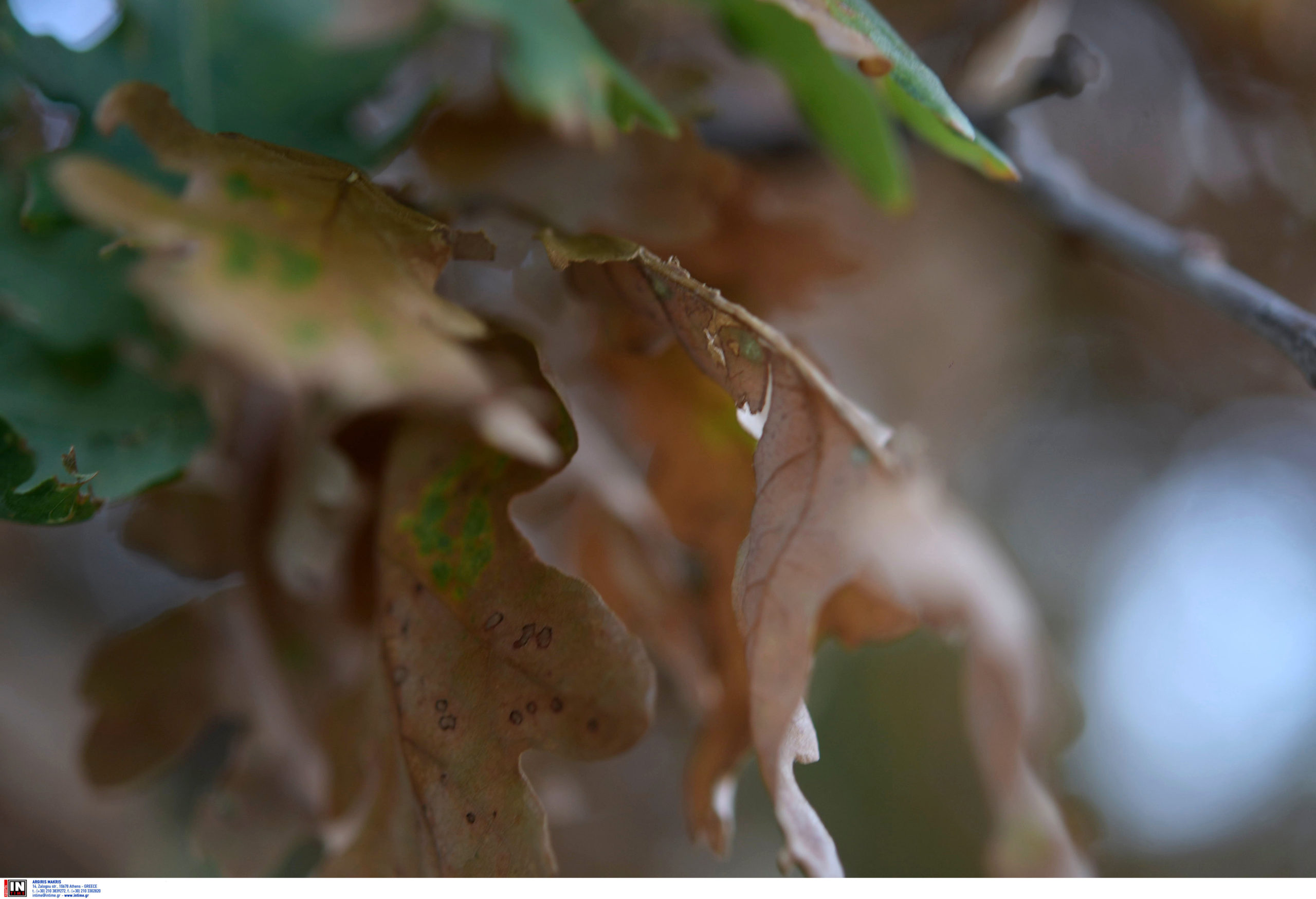 Καιρός: Συνεχίζεται η ανομβρία, ήπιες θερμοκρασίες μέχρι και τις 10 Νοεμβρίου – «Θα πούμε το νερό νεράκι» λέει ο Τσατραφύλλιας