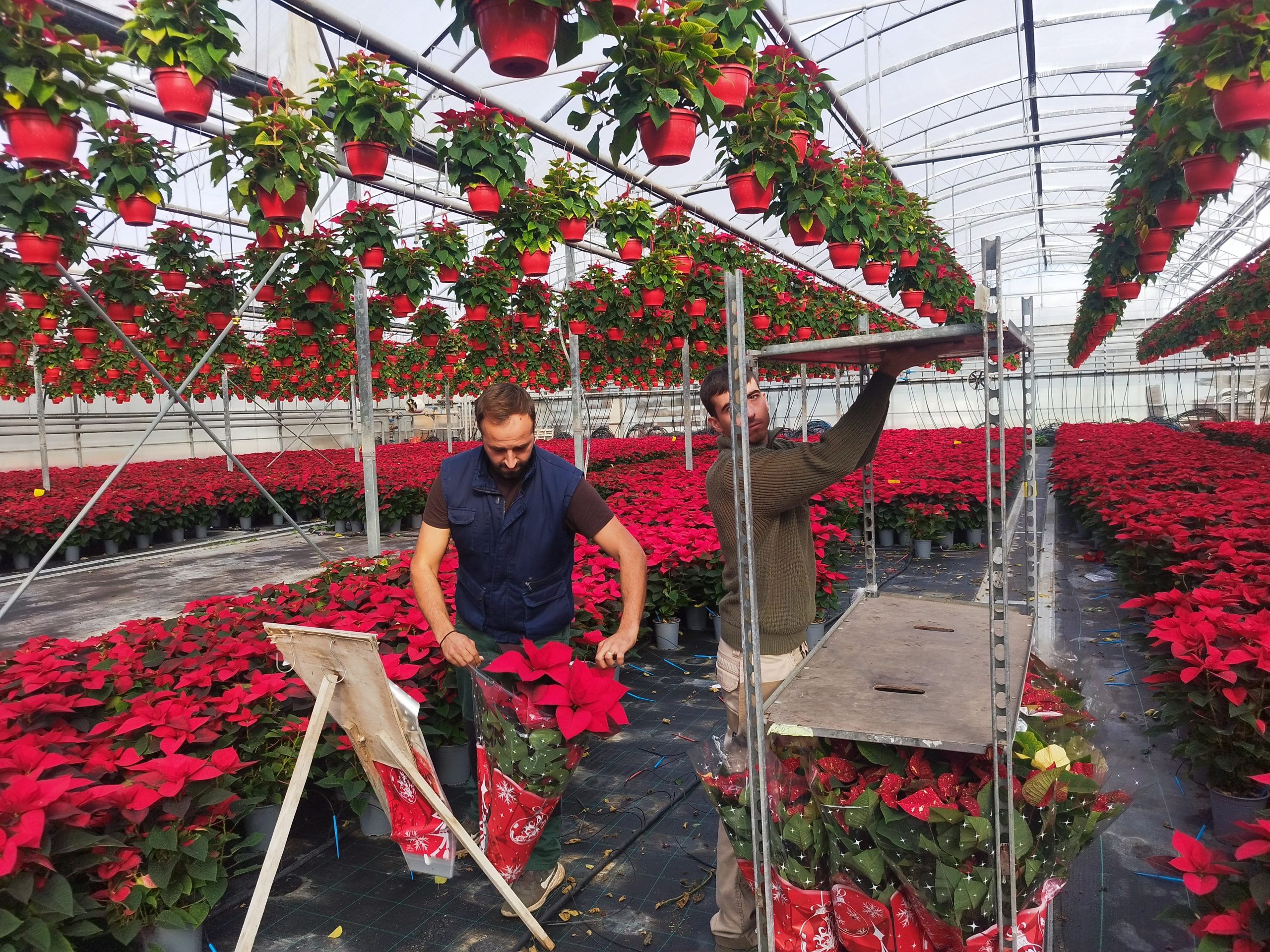 «Καν’το όπως στην Ολλανδία»: Οικογένεια από την Αγχίαλο Θεσσαλονίκης εξάγει πάνω από 100.000 αλεξανδρινά